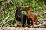 PINSCHER NAIN 111